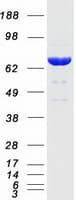 Human SCFD1 / SLY1 Protein (Recombinant Myc-DDK (Flag))