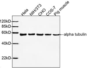 Alpha Tubulin Antibody (clone 1F4E3)