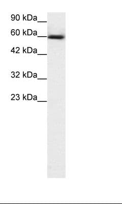 GABPA / NRF2 Antibody (aa359-408)