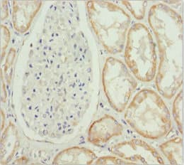 MTX2 Antibody