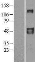 FBLN4 / EFEMP2 Protein (Over-Expression Lysate Myc-DDK (Flag))