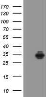 SDCBP / Syntenin Antibody (clone OTI2H6, Carrier-free)