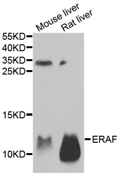 AHSP / EDRF Antibody