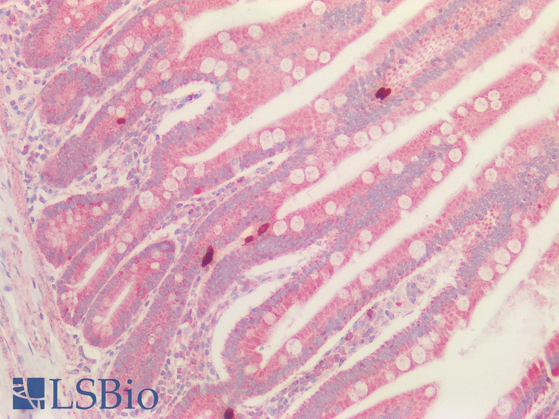 MAD2B / REV7 Antibody
