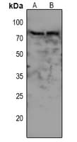 Polyclonal Rabbit anti-Human WEE1 Antibody (WB)