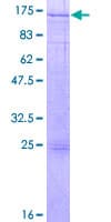 Human RFX6 Protein (Recombinant GST)