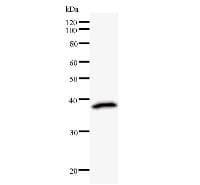 Monoclonal Mouse anti-Human TIP49 / RUVBL1 Antibody (clone 2943C1a, IF, WB)