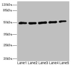 KCNJ4 / Kir2.3 Antibody