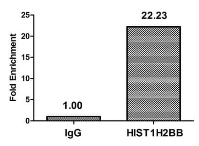 HIST1H2BB Antibody