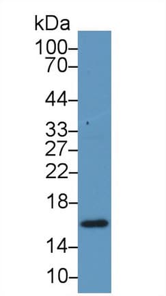 RBP5 Antibody (aa1-135)