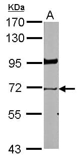 IHC-plus™ LMNB1 / Lamin B1 Antibody (aa289-574)