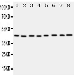PGK1 / Phosphoglycerate Kinase Antibody (aa166-180)