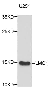 Polyclonal Rabbit anti-Human LMO1 Antibody (IHC, WB)