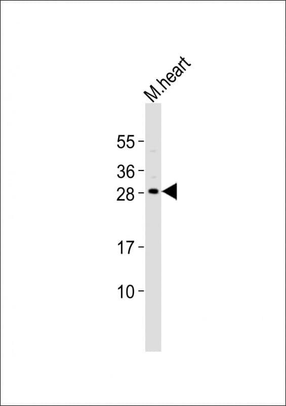 Polyclonal Rabbit anti-Mouse MESP1 Antibody (aa138-173, WB)