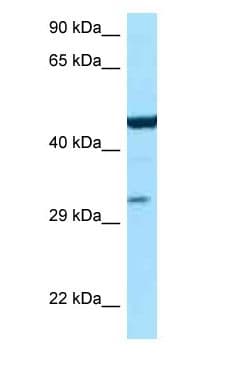 Polyclonal Rabbit anti-Mouse ASL / Argininosuccinate Lyase Antibody (aa284-333, WB)