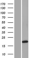 GREM1 / Gremlin-1 Protein (Over-Expression Lysate Myc-DDK (Flag))