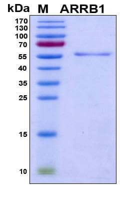 Human ARRB1 / Beta Arrestin 1 Protein (Recombinant His, N-Terminal)