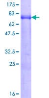 Human ZFC3H1 Protein (Recombinant GST)