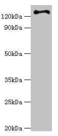 RET Antibody (aa29-300)