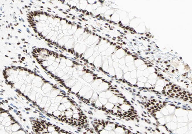 Polyclonal Rabbit anti-Human POU2F1 / OCT1 Antibody (IHC, IF, WB)