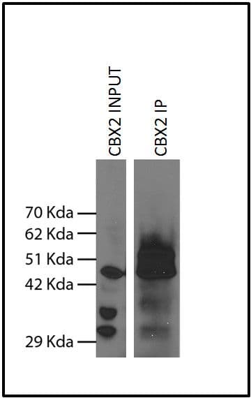 Monoclonal Mouse anti-Human CBX2 Antibody (aa2-70)