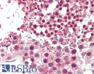 EIF4A1 Antibody