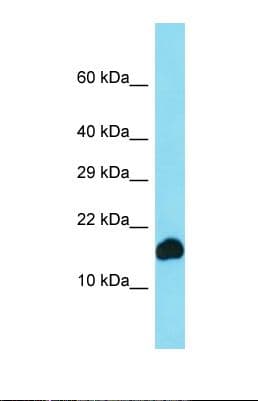 CYB561D1 Antibody (aa51-99)