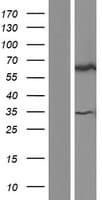 TULP3 Protein (Over-Expression Lysate Myc-DDK (Flag))