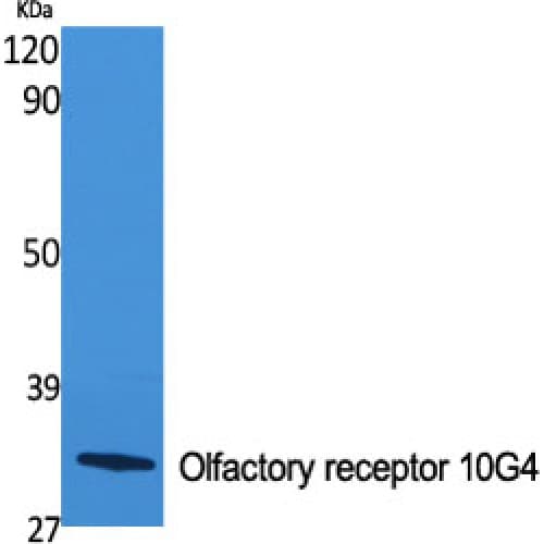 OR10G4 Antibody (200-280 aa, C-terminal)