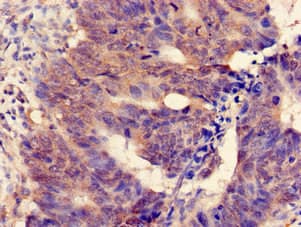 Polyclonal Rabbit anti-Human MGST2 Antibody (IHC, IF)