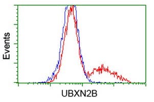 UBXN2B Antibody (clone OTI1G9)