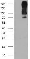 DPP9 Antibody (clone OTI4D6)