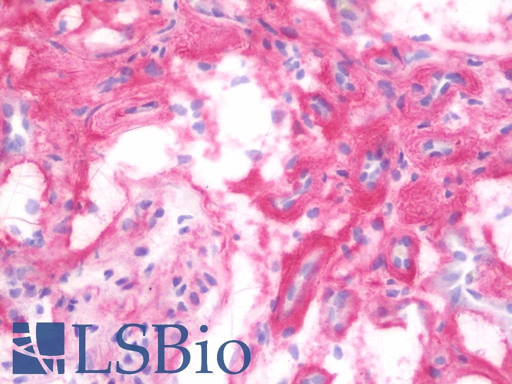 IHC-plus™ HSPG2 / Perlecan Antibody (clone A7L6)