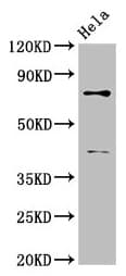 DVL2 / Dishevelled 2 Antibody (aa1-240)