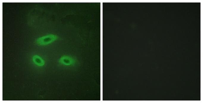 Polyclonal Rabbit anti-Human NKTR Antibody (IHC, IF)