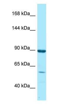 Polyclonal Rabbit anti-Human RGL1 / RGL Antibody (aa537-586, WB)