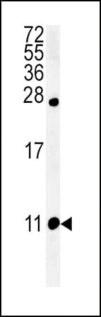 NPFF Antibody (aa86-113)