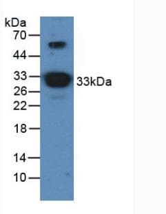 APOA1 / Apolipoprotein A 1 Antibody