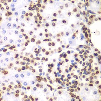 HIST3H3 Antibody