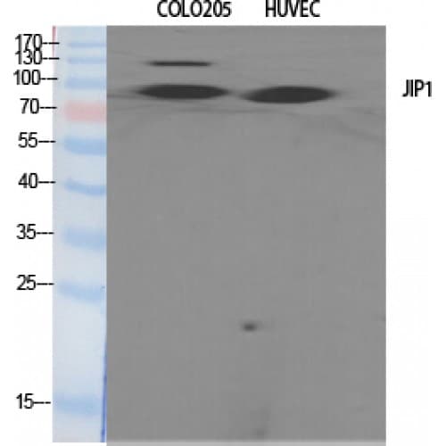 MAPK8IP1 / JIP1 Antibody (40-120 aa)