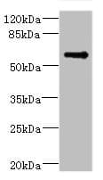 TSNARE1 Antibody