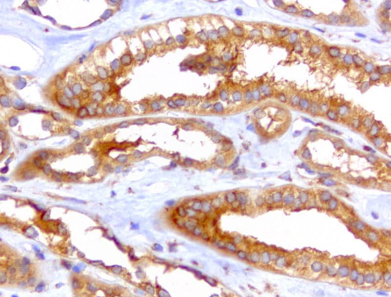 WIBG Antibody (clone UMAB207)