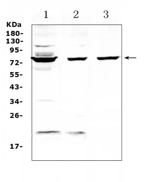 FUS / TLS Antibody
