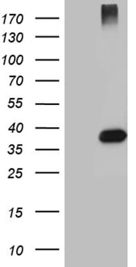 HFE2 / Hemojuvelin Antibody (aa36-263, clone OTI3H2, Carrier-free)