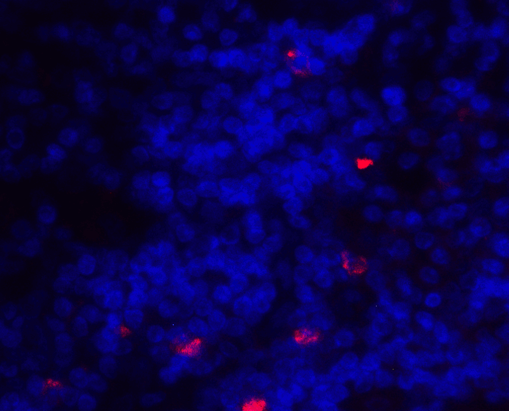 IHC-plus™ CD275 / B7-H2 / ICOS Ligand Antibody