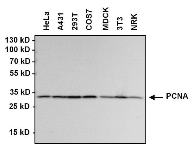 Goat Anti-Rabbit IgG Secondary Antibody (HRP)