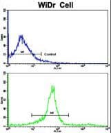 IHC-plus™ Polyclonal Rabbit anti-Human KLC1 / Kinesin Light Chain 1 Antibody (aa389-415, IHC, WB)