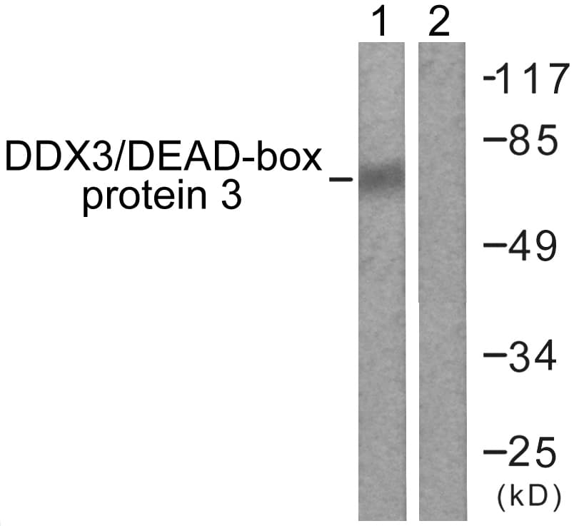 DDX3 / DDX3X Antibody (aa466-515)
