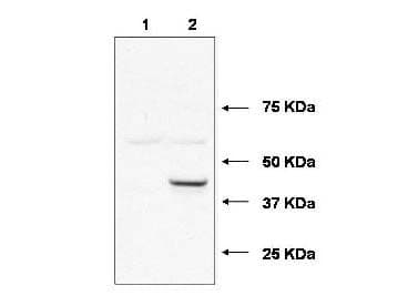Polyclonal Rabbit anti-Human UBE2J1 Antibody (WB)