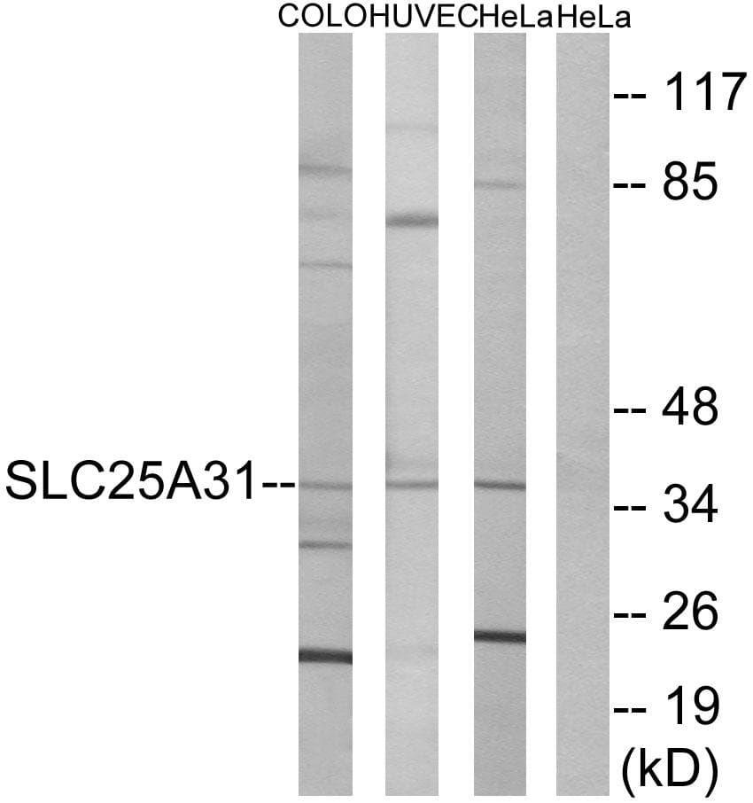 SLC25A31 Antibody